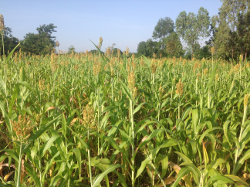 sorghum