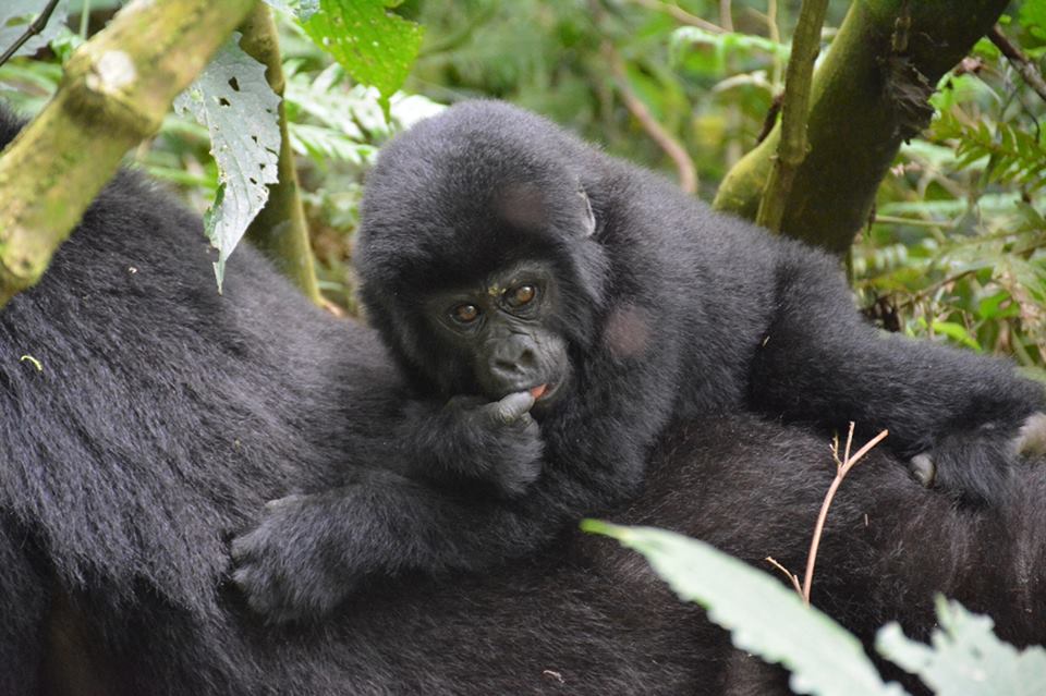 mountain_gorilla